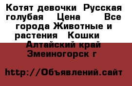 Котят девочки “Русская голубая“ › Цена ­ 0 - Все города Животные и растения » Кошки   . Алтайский край,Змеиногорск г.